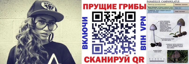Псилоцибиновые грибы Psilocybe  купить наркоту  Александровск 